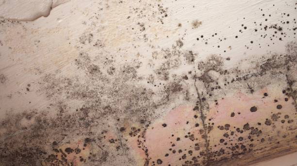 Mold Remediation for Rental Properties